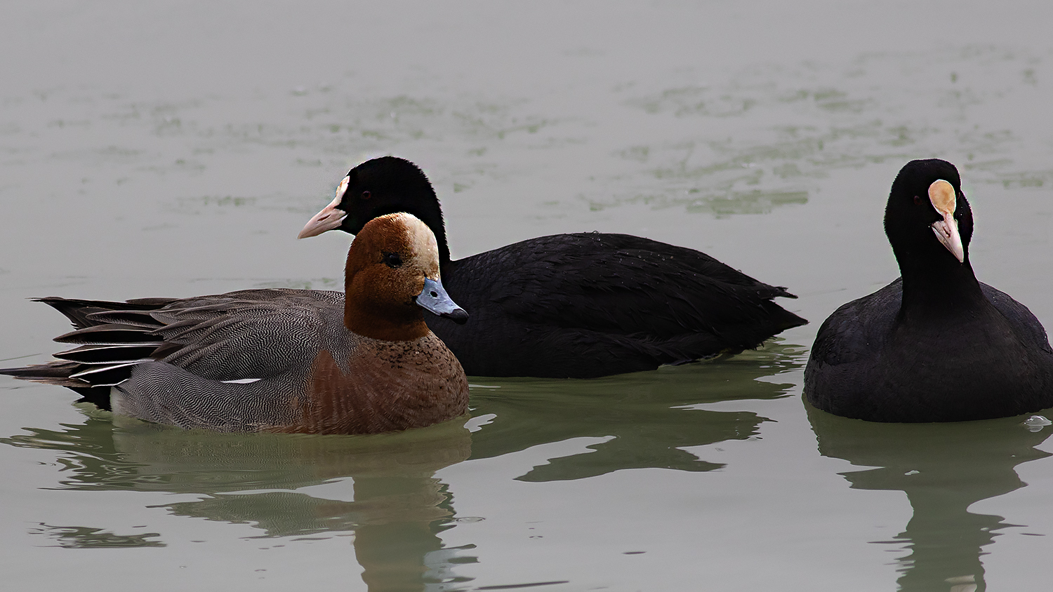 Eurasian Wigeon